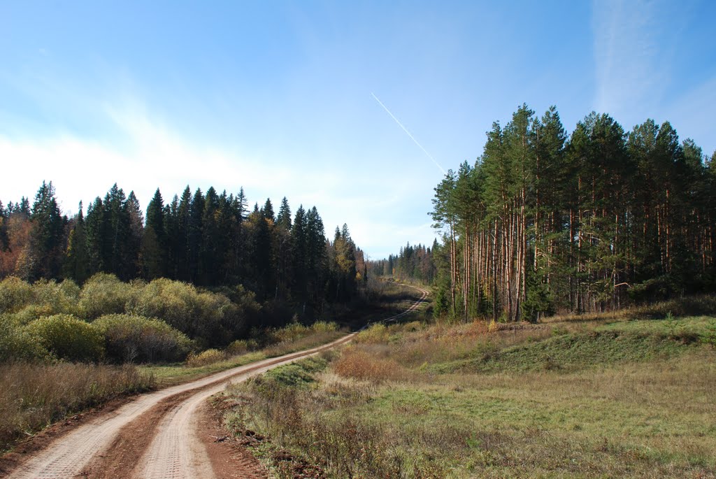 Лес