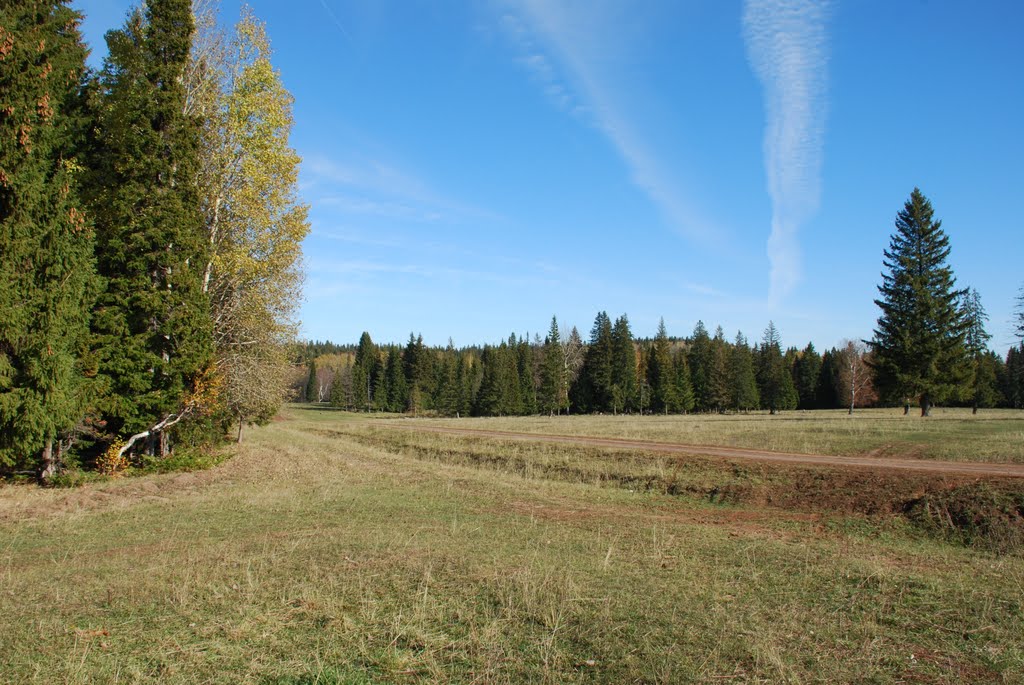 Лес
