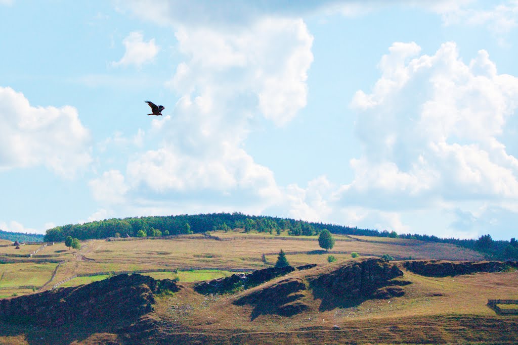 Арёль