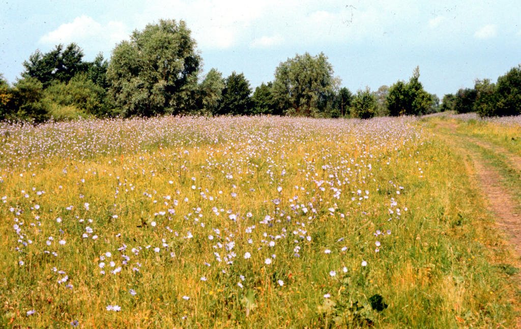 In der Djumaaue 1984