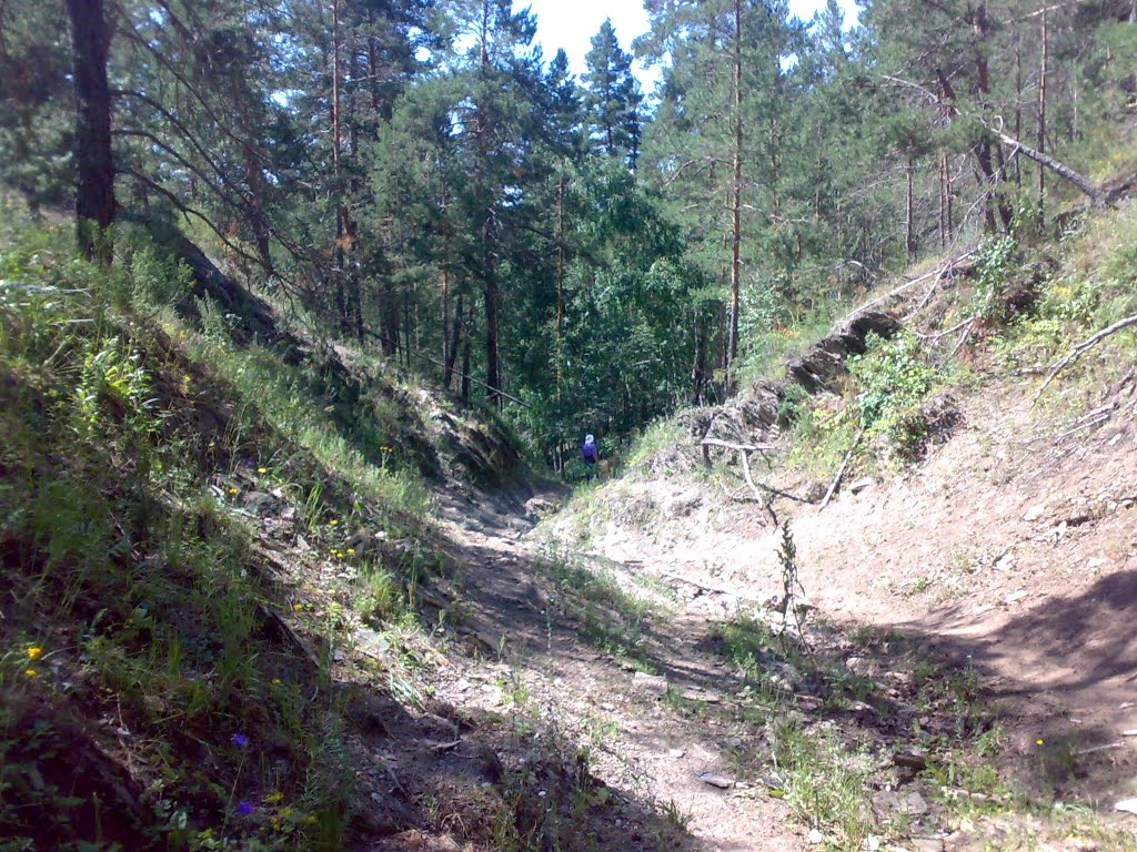 Лес в окрестностях Зилаира