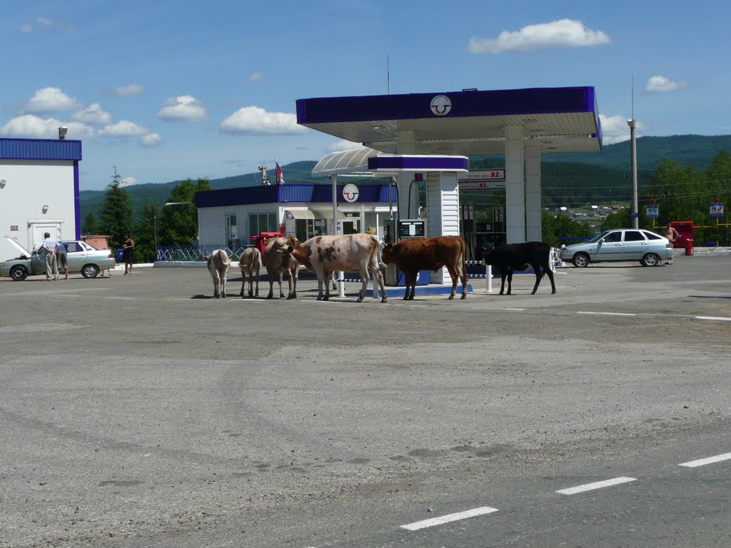 Инзер, заправка для всех))