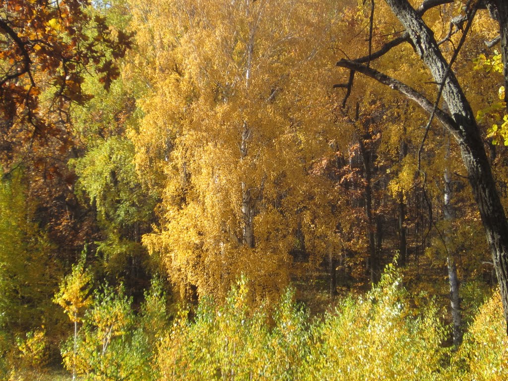ЗОЛОТАЯ ОСЕНЬ
