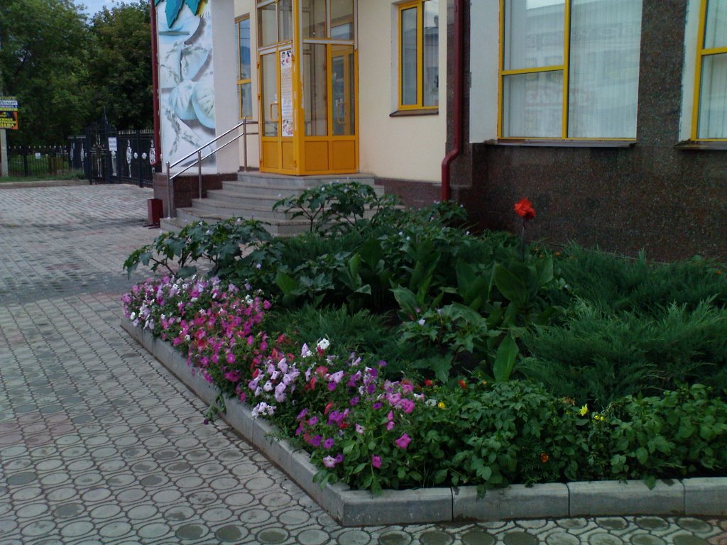 Клумба перед ТЦ "Рио" (ул. Островского)/Клумба перед ТЦ "Ріо" (вул. Островського)