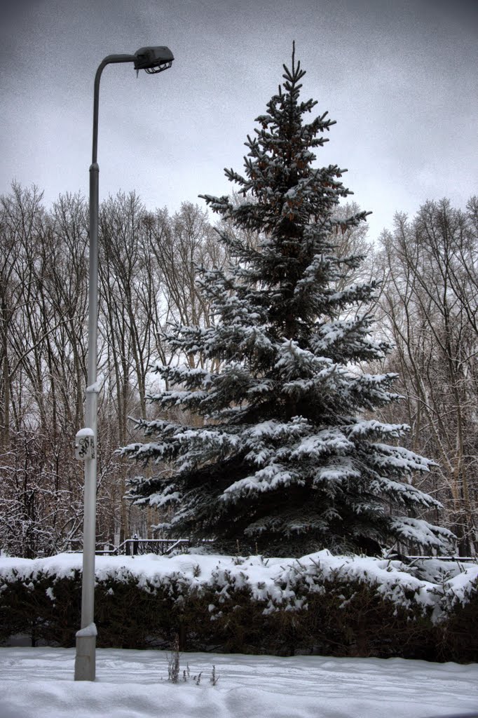 Snow snow snow on Gagrin Park