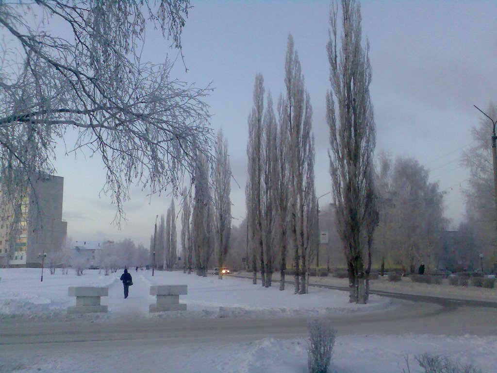 Зимние тополя.
