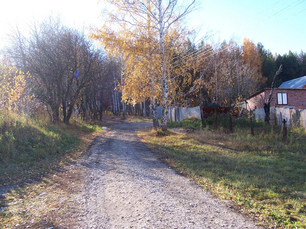 Дорога в лес.