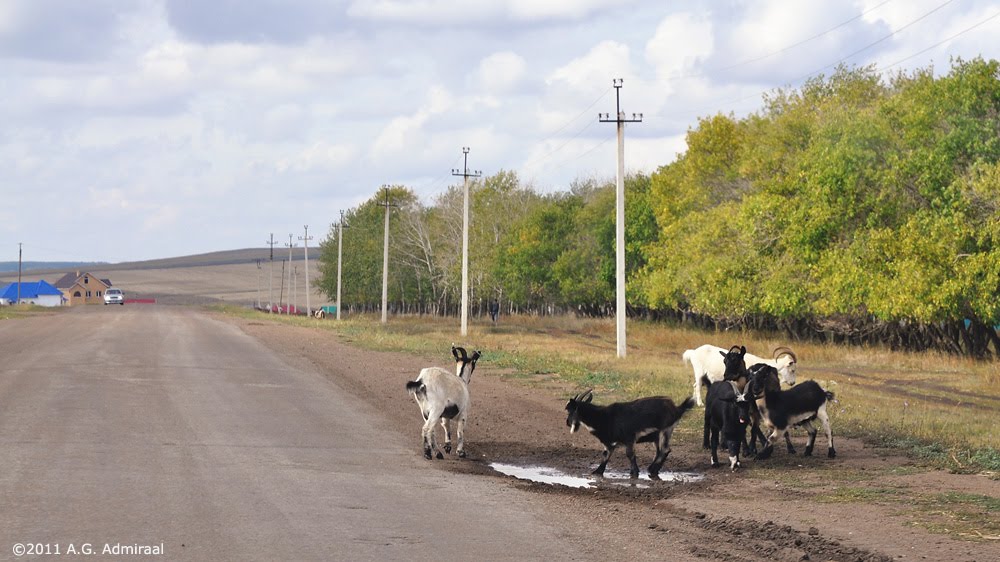 Goats on the road to Chekmagush