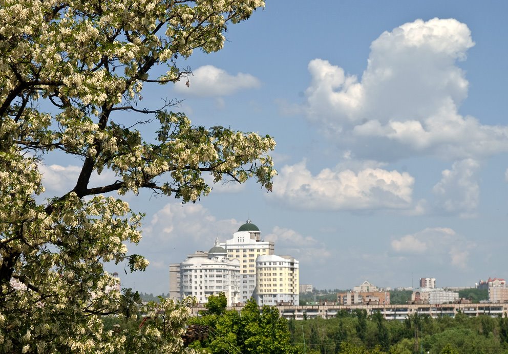 Цветущая акация в Белгороде.