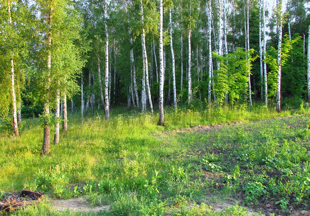 Берёзовая роща. 13 июня 2012.