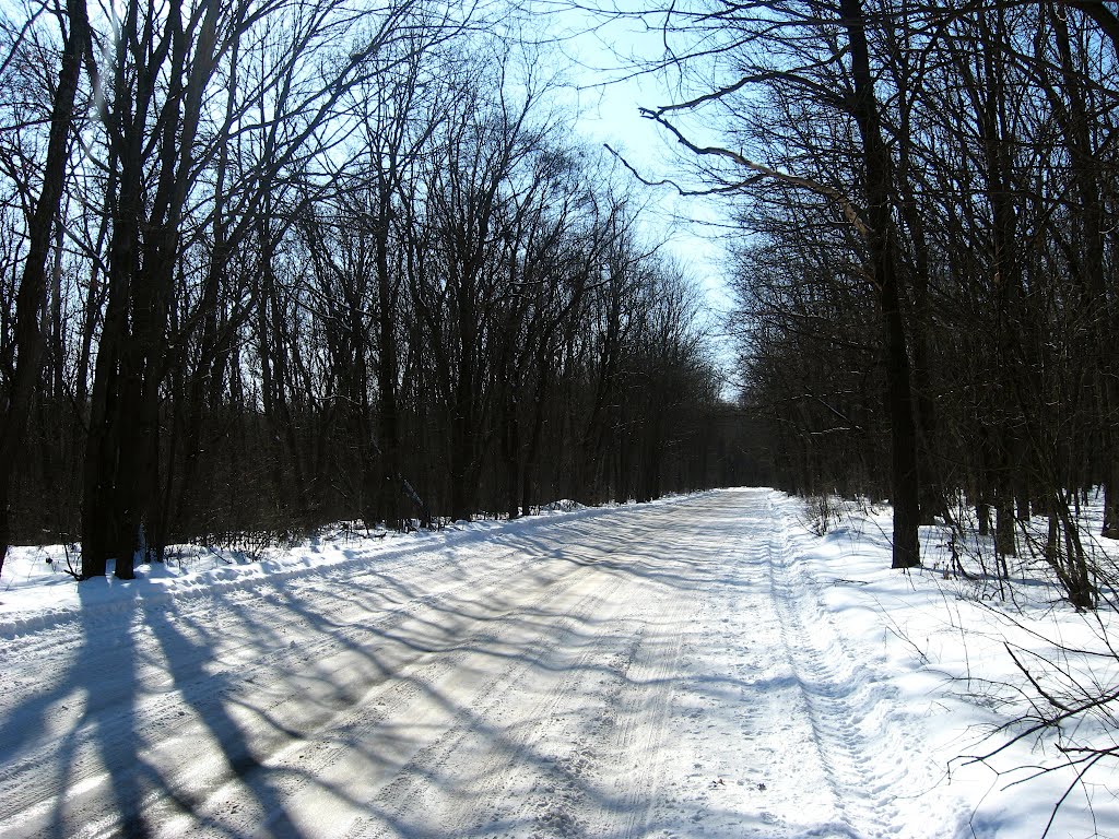 Дорога через лес