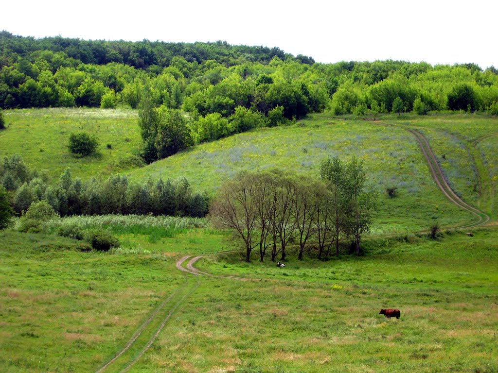 Пруд Лягушатник