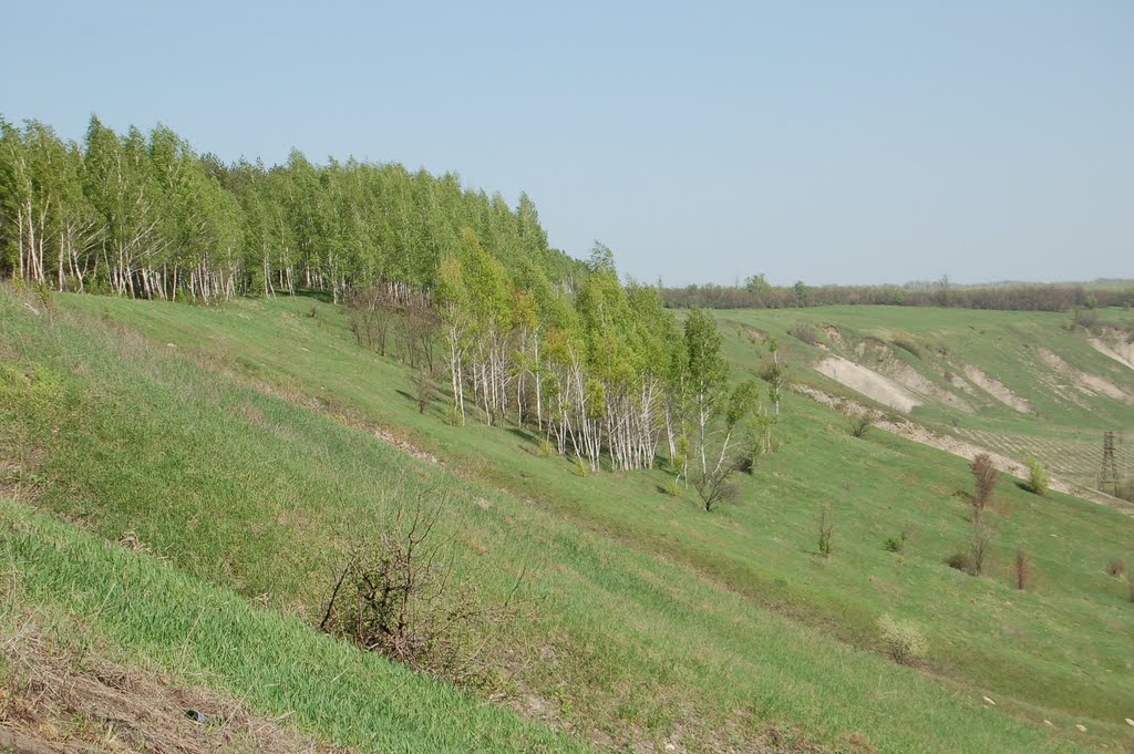 Берёзы на склоне