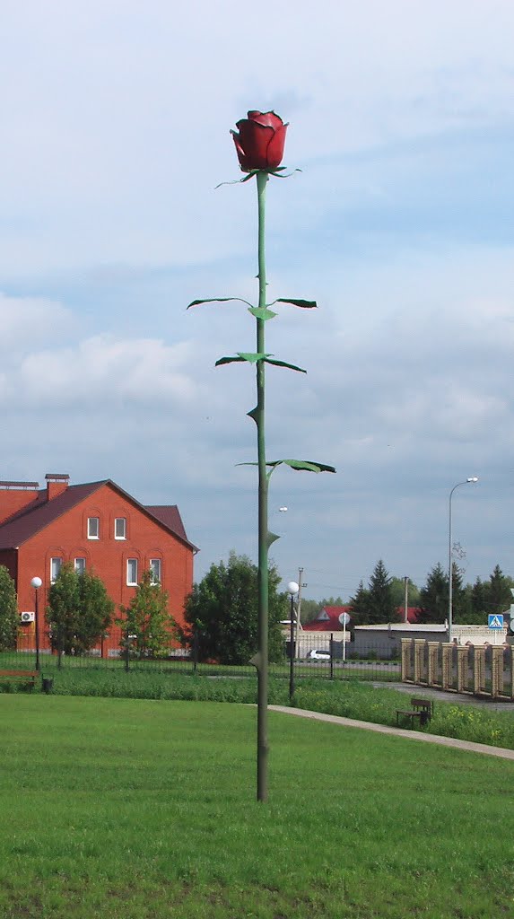 Роза в Строителе