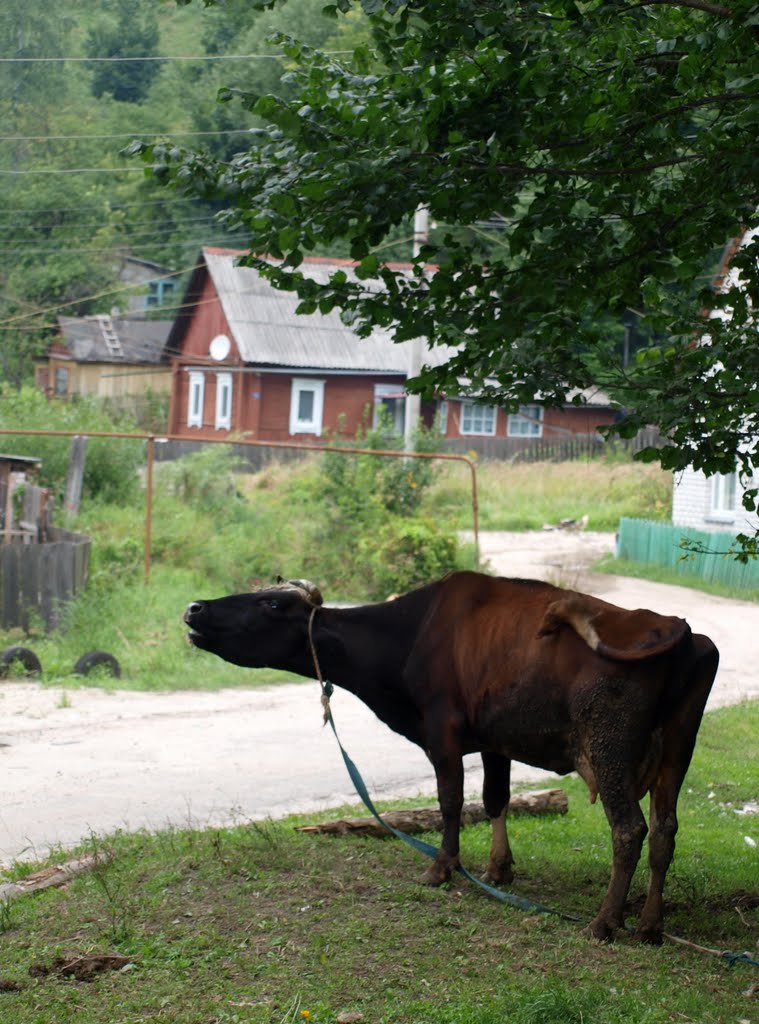 Быка зовет / Calling for bull
