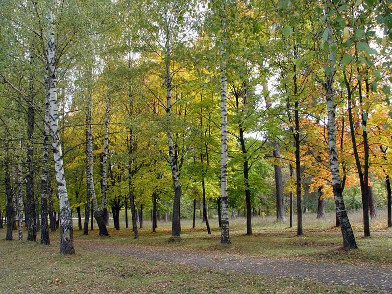 Березки сенью