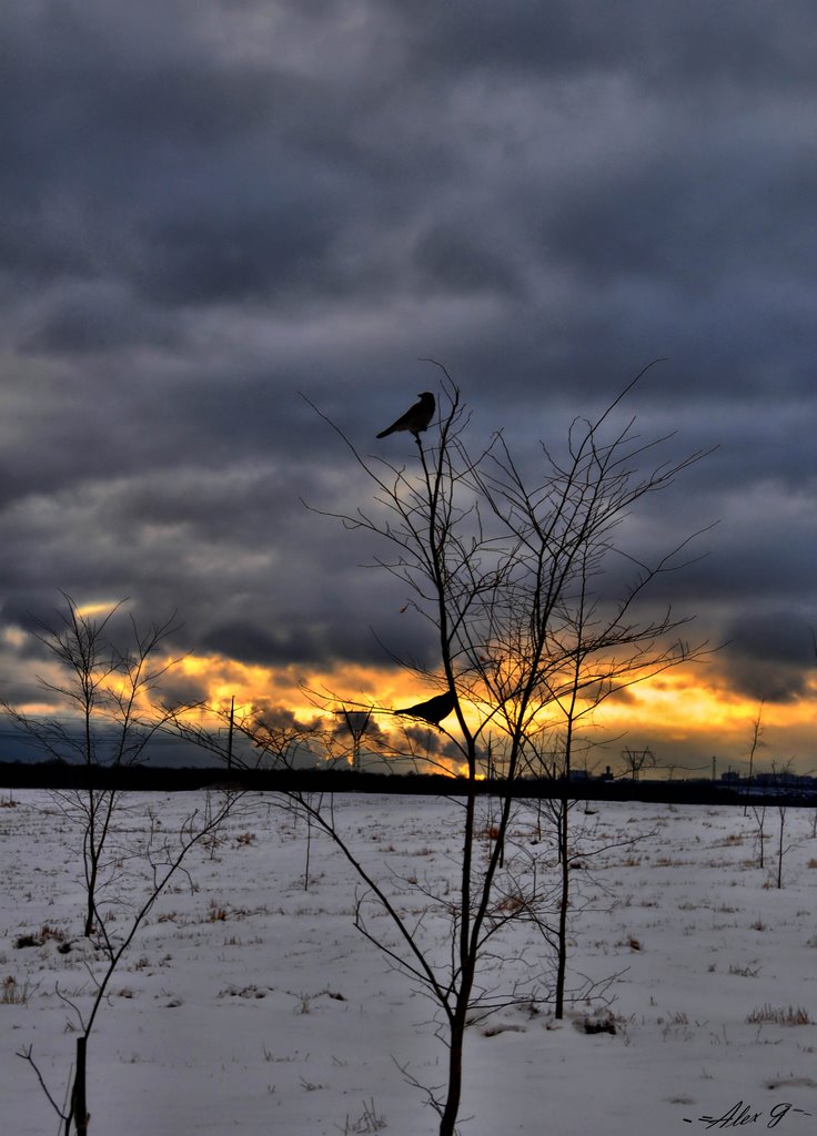 the crows and sunset