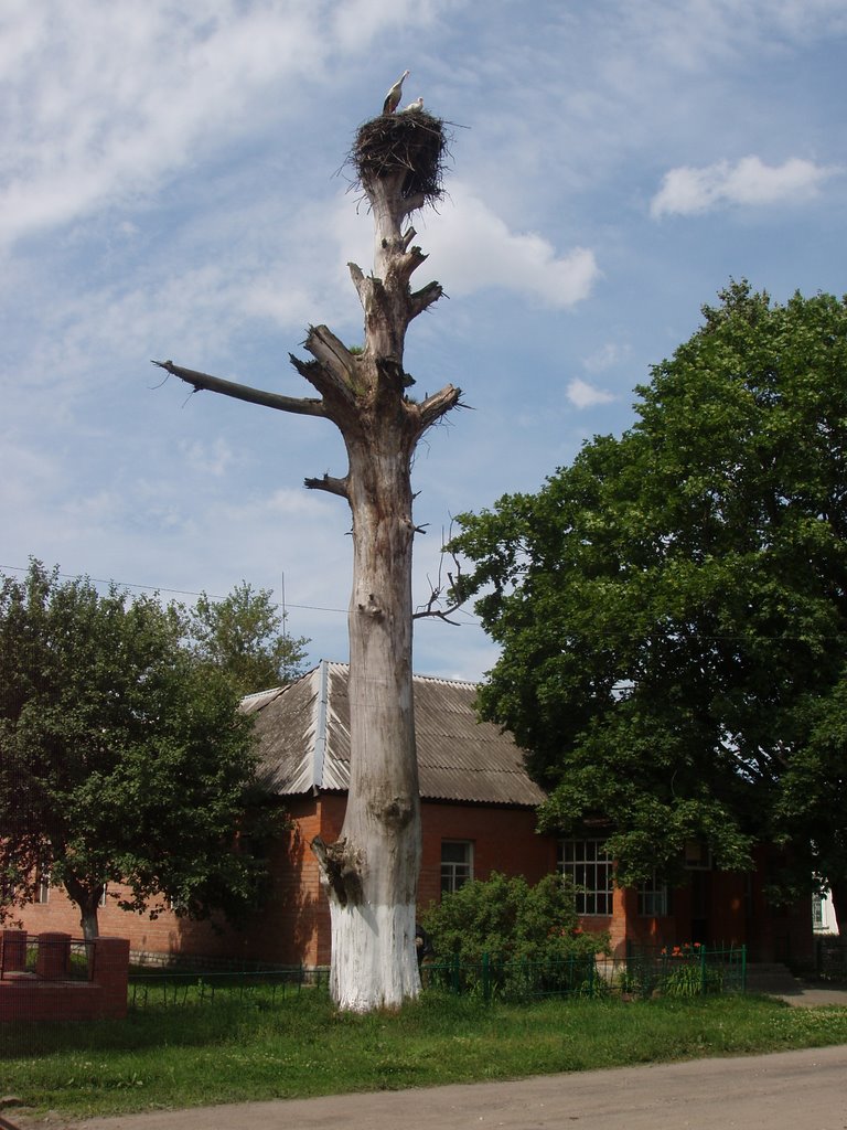 Комаричи