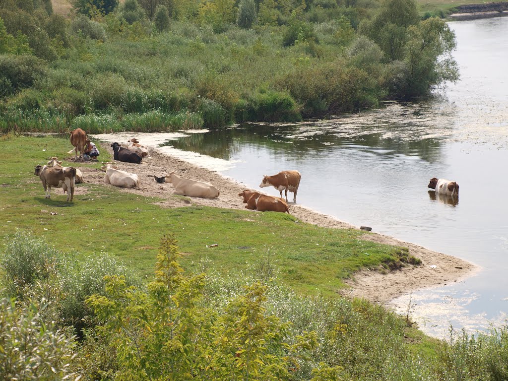 Коровы