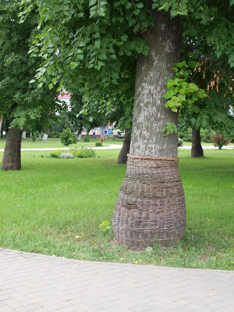 Дерево в корзине