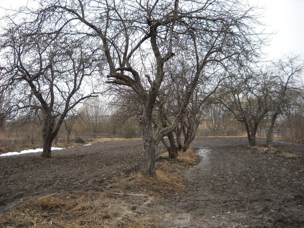 Сад весной