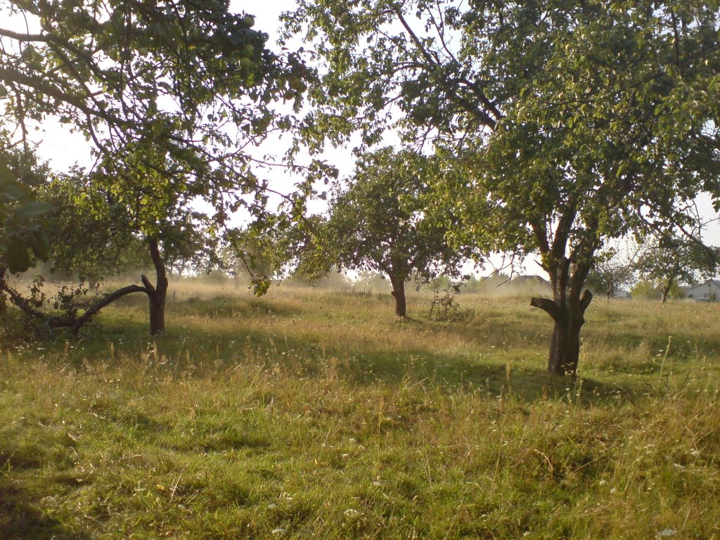 Слободской сад