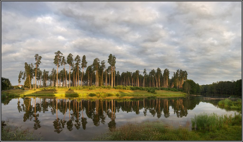 Morning in pine wood. -  Russia .