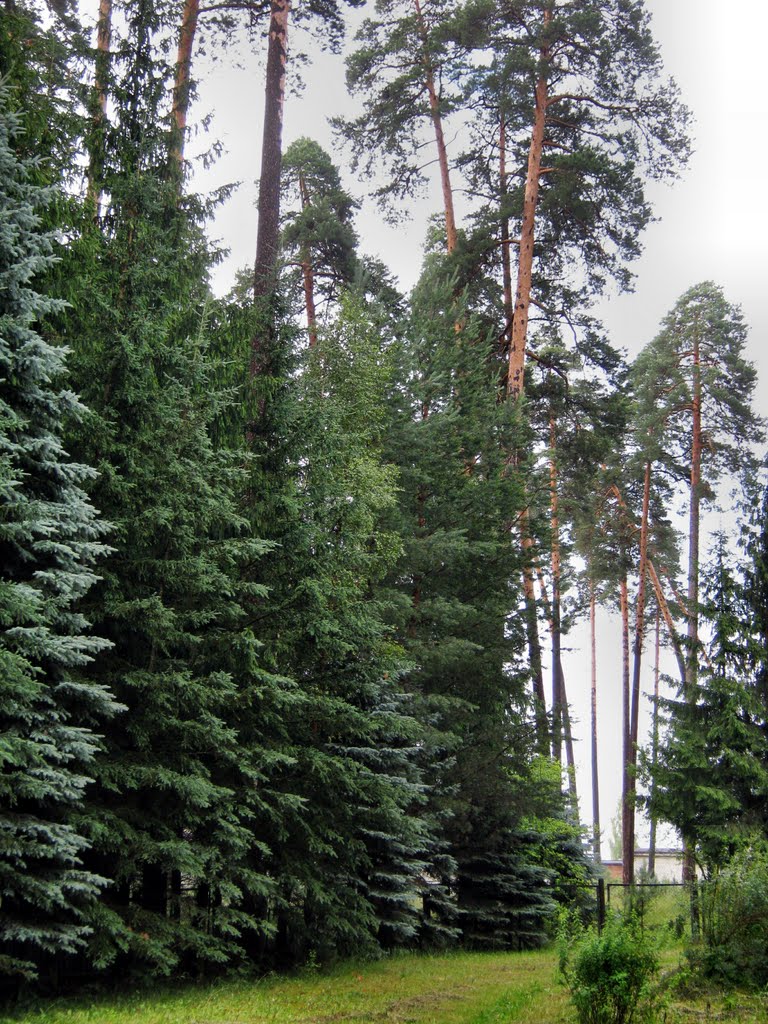 Во дворе лесничества