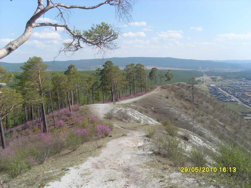Розовый багульник на Белой горе