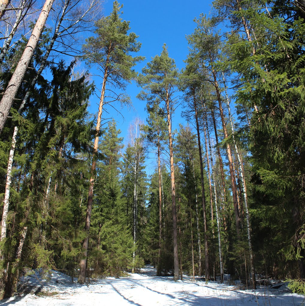 Krasnyy Bogatyr’