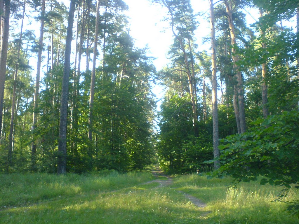 тропинка в лес