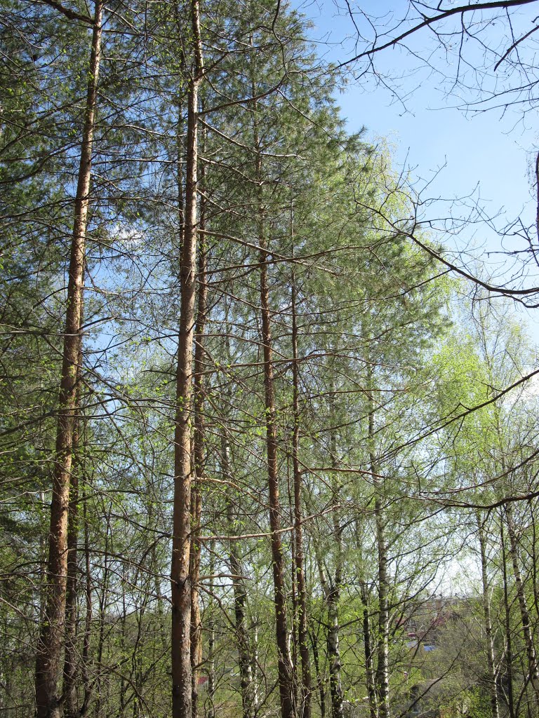 парк Культуры