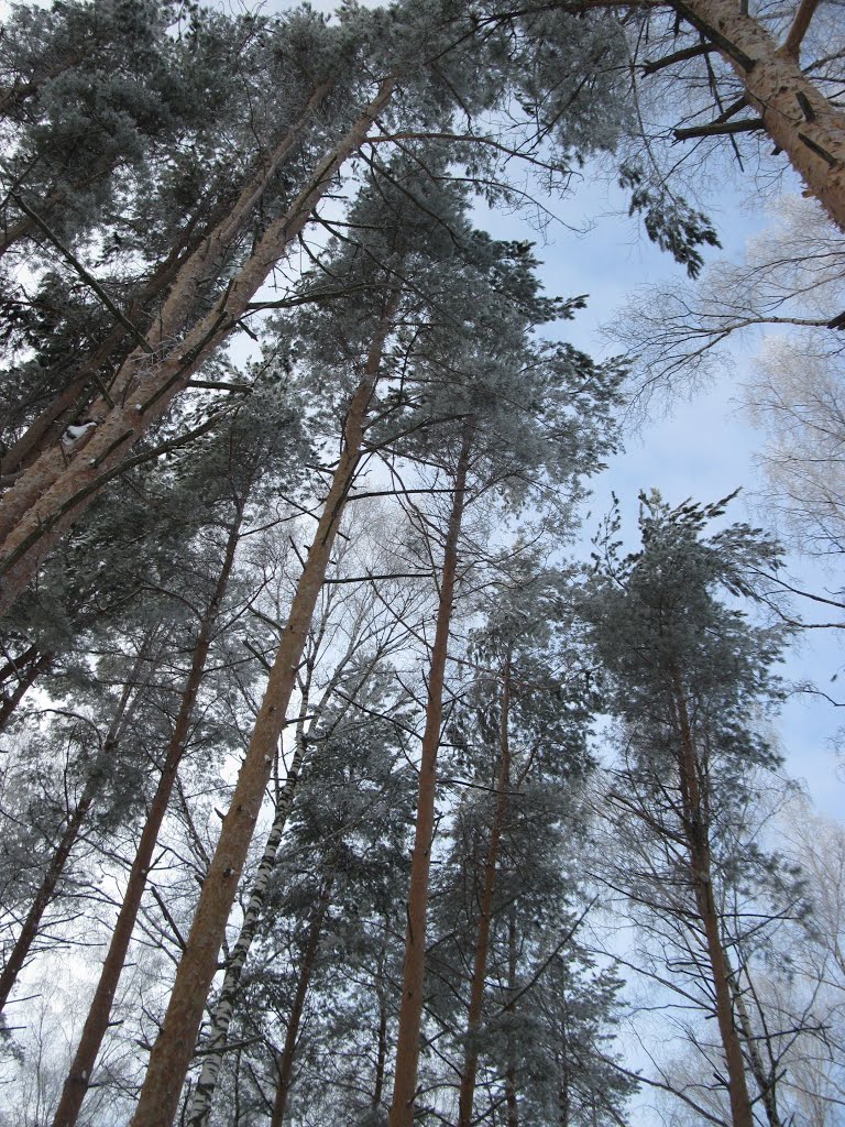 зимний лес