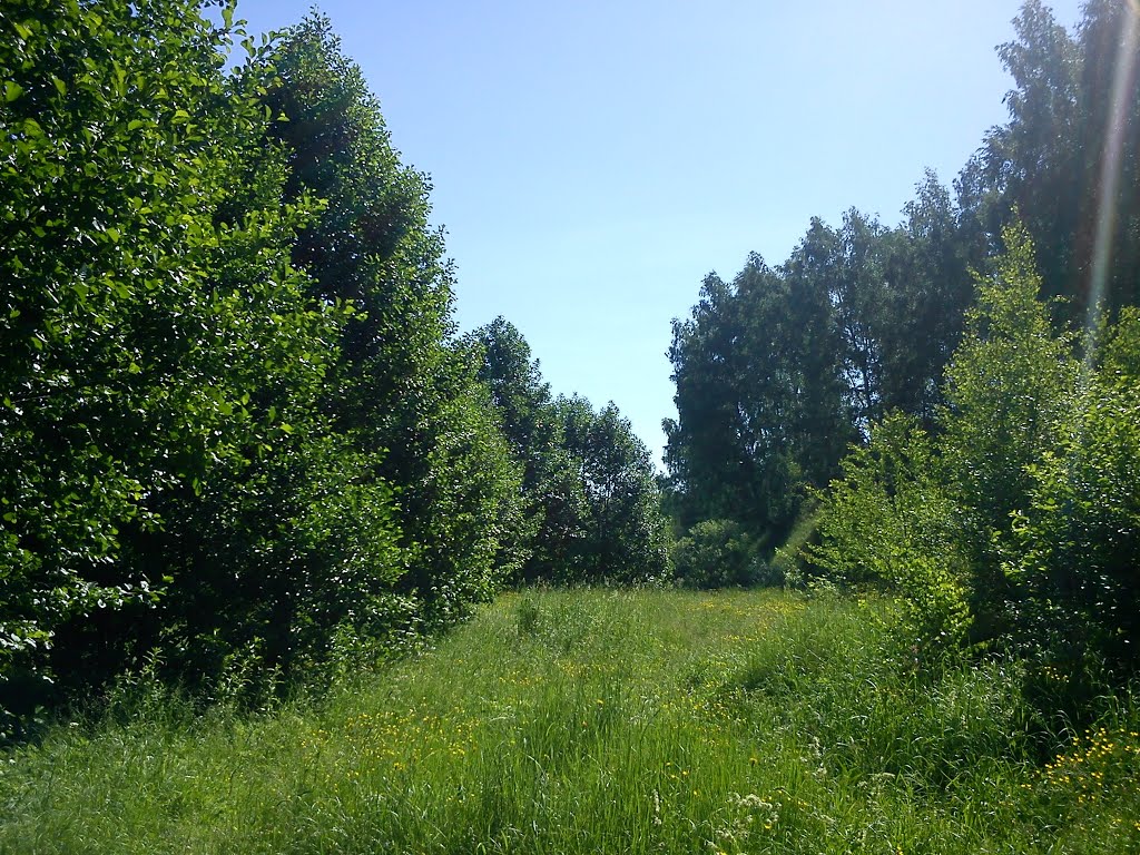 лето в разгаре
