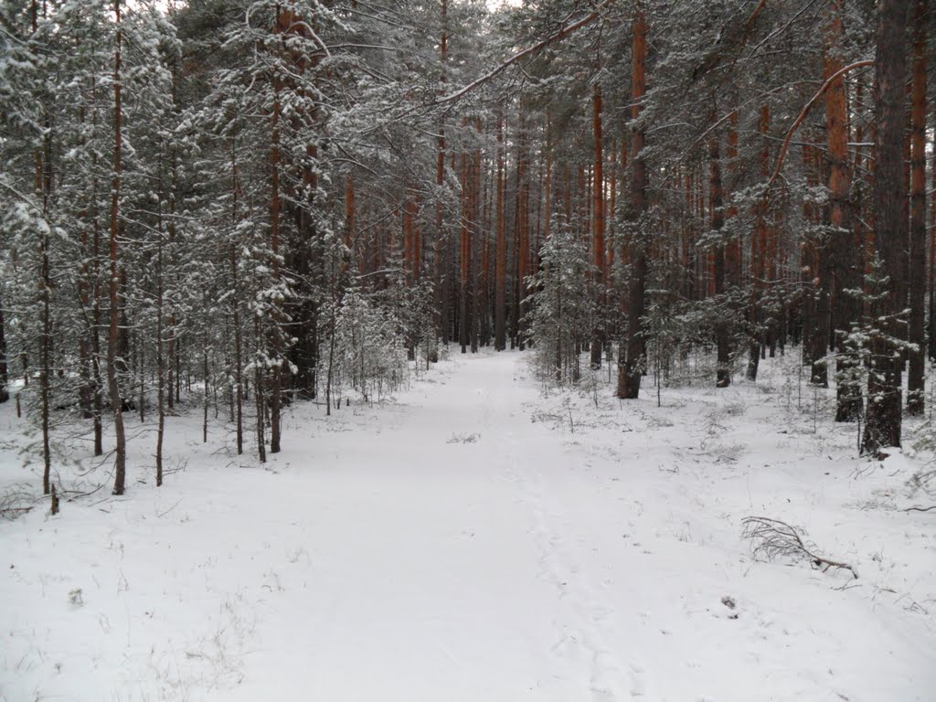 зимний лес 12.10г.