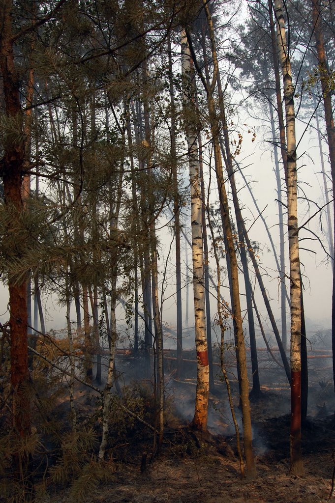 Forest Fire