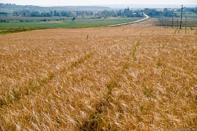 russian field