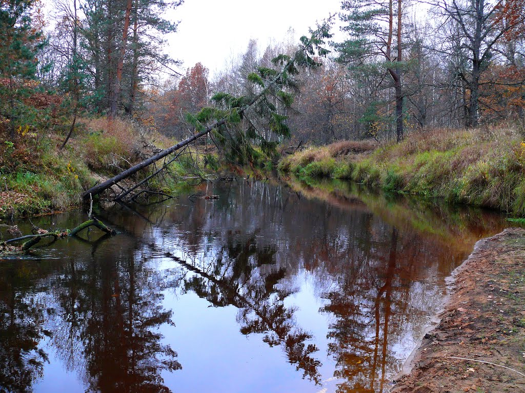 Речка Гусь, Владимирская область