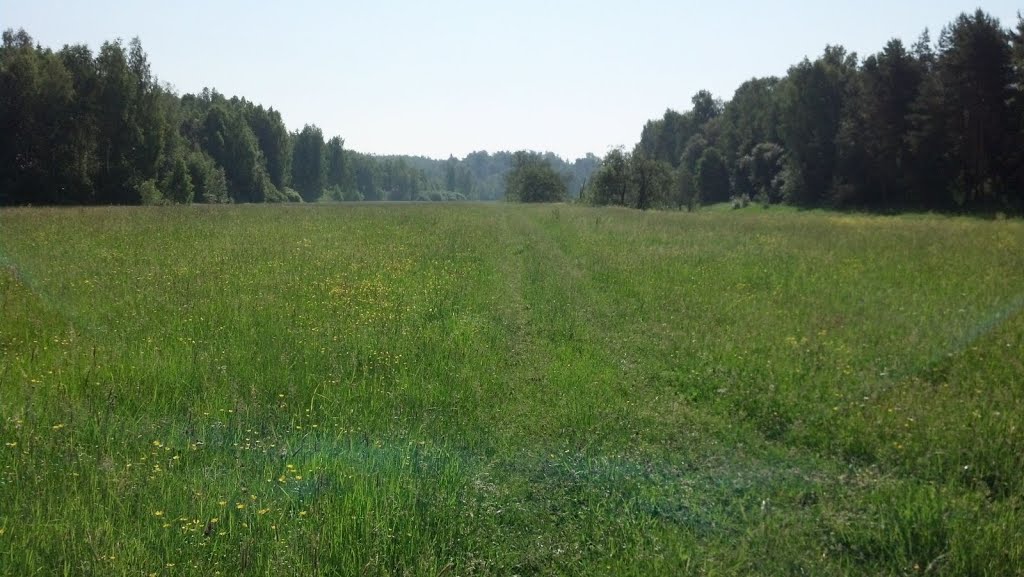 Подзаросшая грунтовка вдоль реки