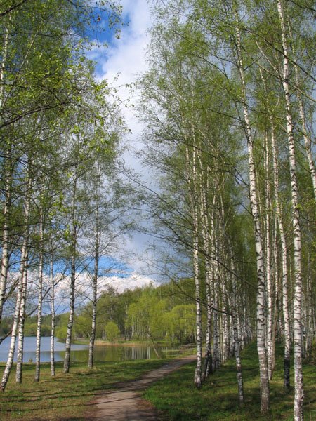 Birch Grove in Karabanovo