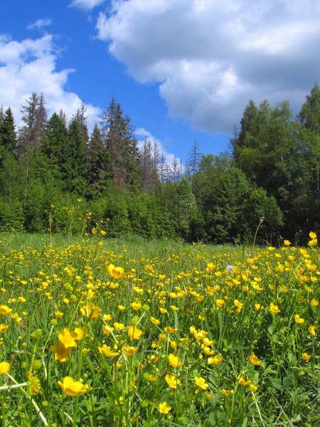 Summer in Karabanovo