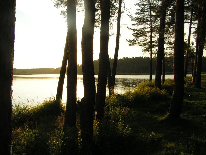 Киржачское озеро, лес