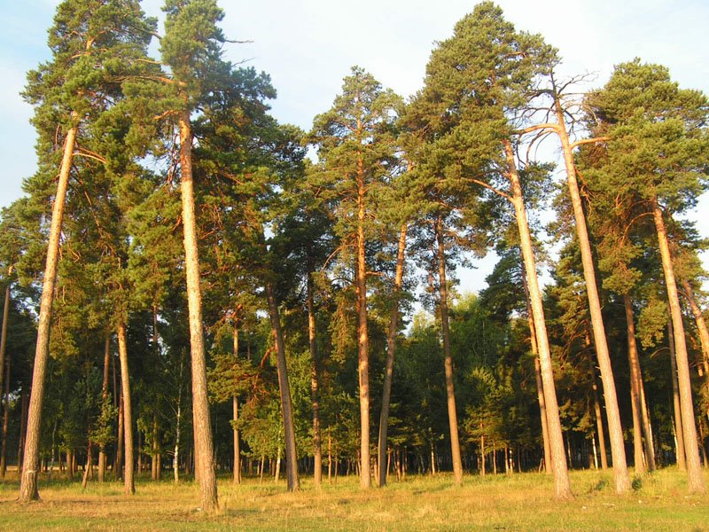 Киржачское озеро, лес