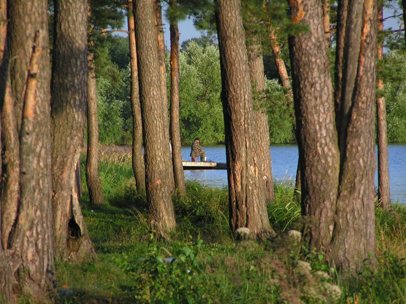 Киржачское озеро, лес