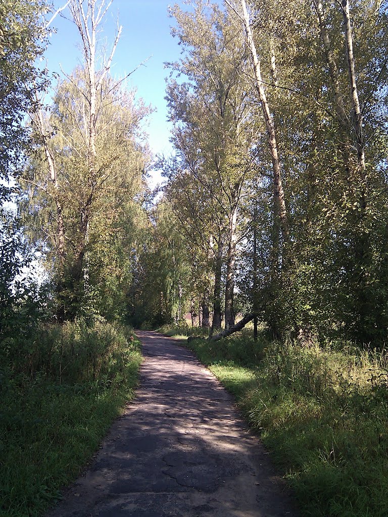 Аллея, август 2012