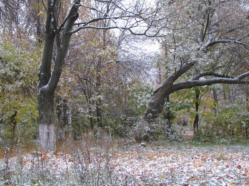Городской парк. Первый снег