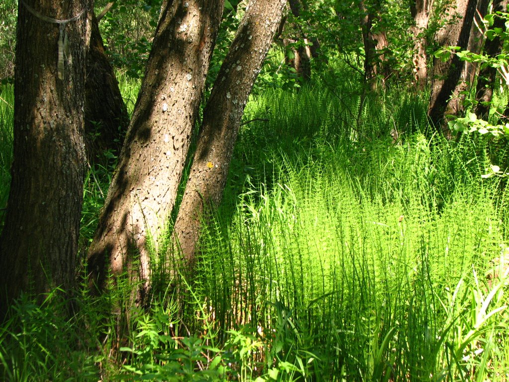 Солнышко В Траве (Sun In Grass)