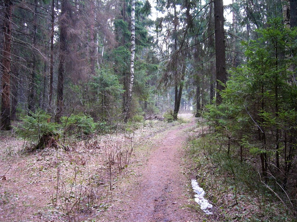 Лесная дорога