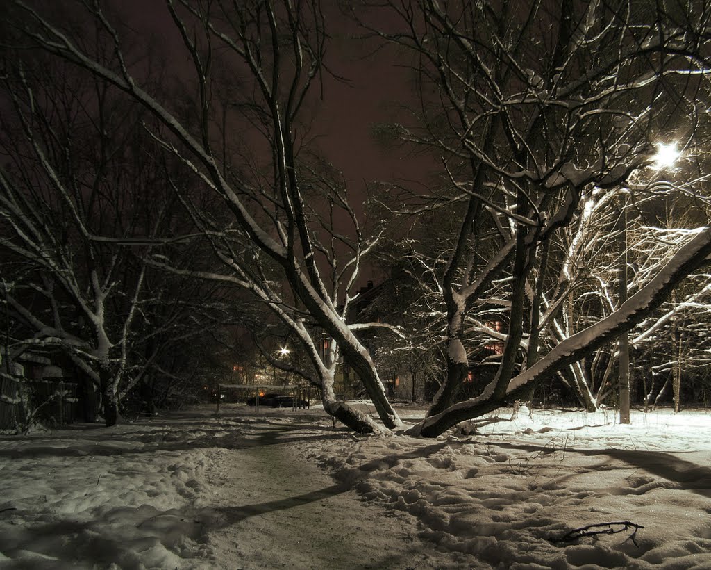 Старое дерево