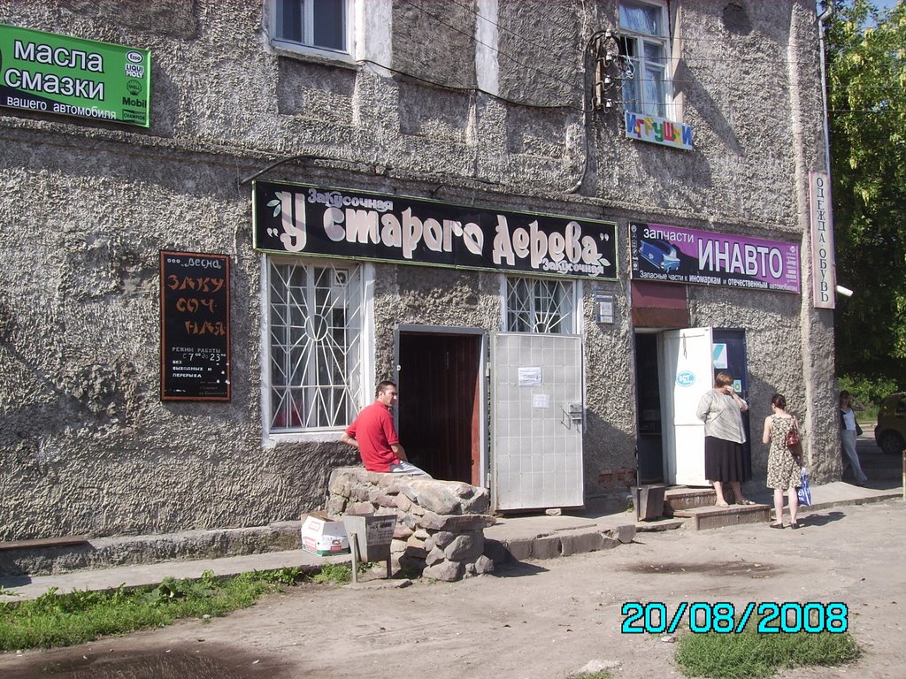 У старого дерева